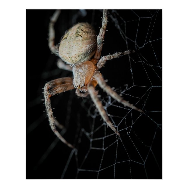 Póster Maravilha do Fechamento: Aranha-do-jardim europeia (Frente)