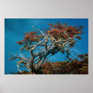 Poster Maravilhas Botânicas da Argentina