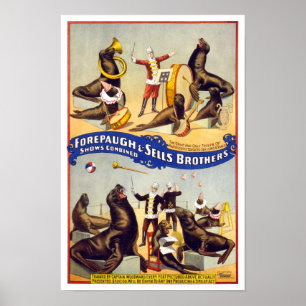 Póster Maravilhosamente Treinado Circus Seals, 1899. Vint