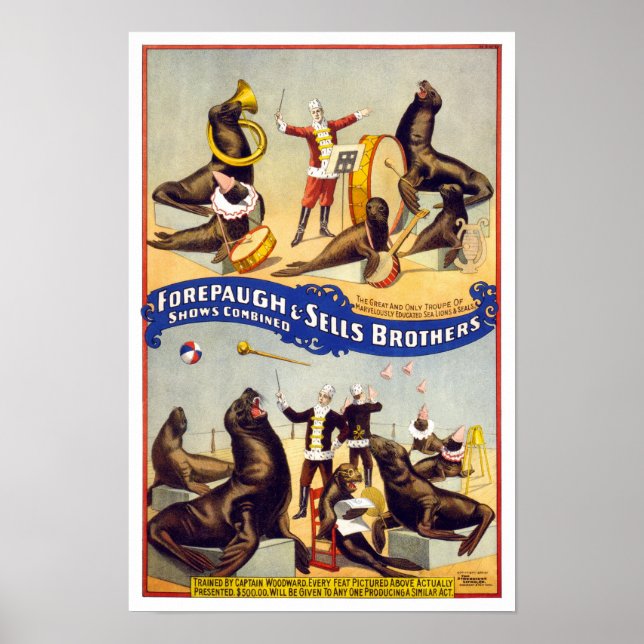 Póster Maravilhosamente Treinado Circus Seals, 1899. Vint (Frente)