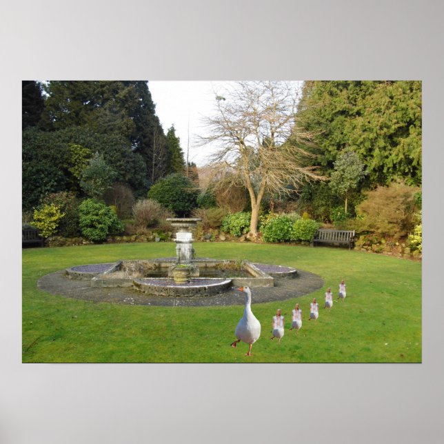 Poster Marcha de Ganso e Goslings (Frente)