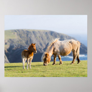 Poster Mare com Foal, Ilhas Shetland, Escócia