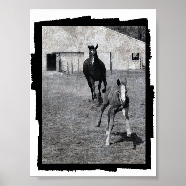 Poster Mare e Foal (Frente)