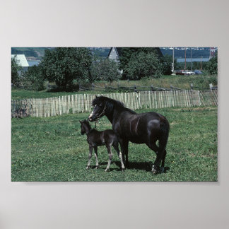Póster Mare e Foal Pretos