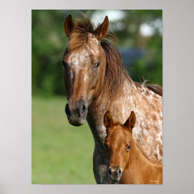 Poster Mare e Fogo do Cavalo de Appaloosa (Frente)