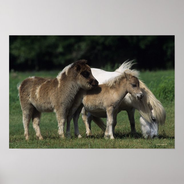 Poster Mare & Foals miniatura 3 (Frente)