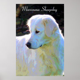 Poster Maremma sheepdog pop