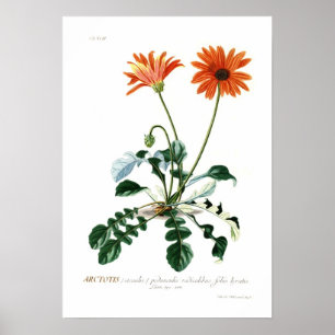 Poster Margarida africana