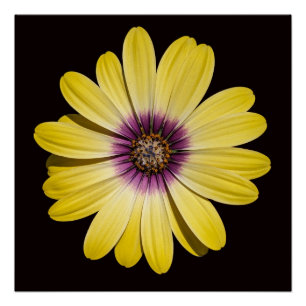 Póster Margarida Africana Amarela em Floral Preto