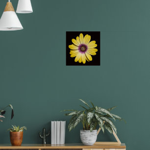 Poster Margarida Africana Amarela em Floral Preto
