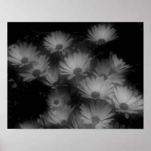 Poster Margarida Africana Flores Pretas Branco Alto Contr