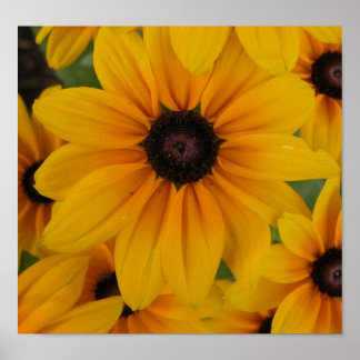 Póster margarida amarela