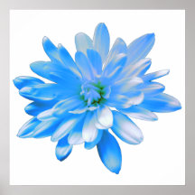 Margarida azul, foto floral retrógrada