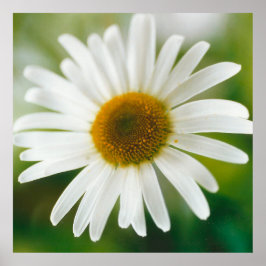 Poster Margarida Branca de Oxeye - Leucanthemum vulgare
