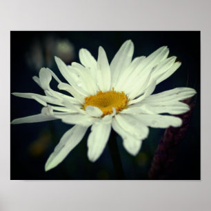 Poster Margarida Branca Flor