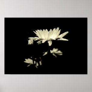 Póster Margarida com pingos de chuva - preto & branco