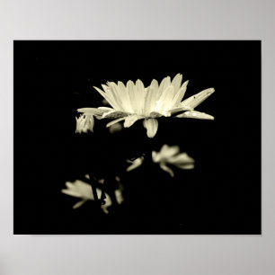 Póster Margarida com pingos de chuva - preto & branco