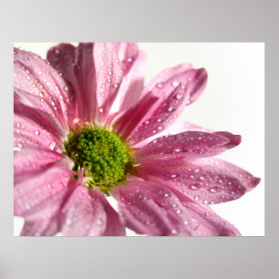 Póster Margarida cor-de-rosa