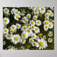Margarida de Campo -Love-Me-Love-Me-Not-Flowers