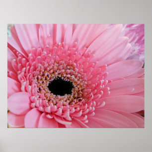 Póster Margarida do Gerbera