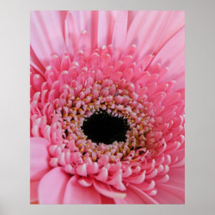 Póster Margarida do Gerbera