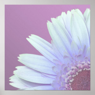 Poster Margarida do Gerbera