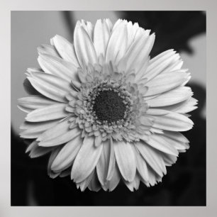 Póster Margarida do Gerbera