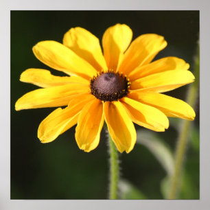Poster Margarida do Rudbeckia