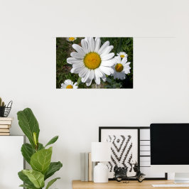 Poster Margarida Shasta (Chrysanthemum maximum)