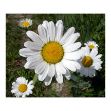 Margarida Shasta (Chrysanthemum maximum)