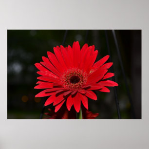 Poster Margarida vermelha do Gerbera