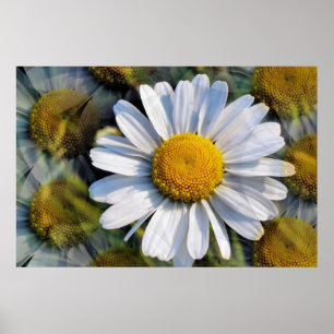 POSTER MARGARIDAS