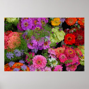 Póster margaridas coloridas