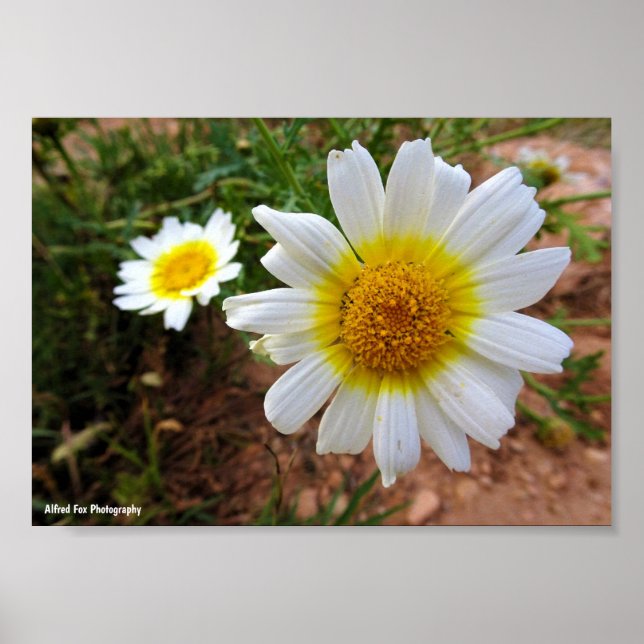 Poster Margaridas Comuns (Frente)