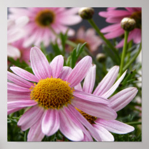 Póster Margaridas de Marguerite dos frutescens do