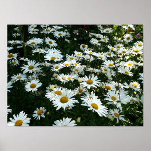 Poster Margaridas de Shasta