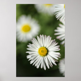 Poster Margaridas do Cartaz Fotografia Floral da Natureza