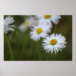 Poster Margaridas Flor Floral Fotografia da Nature
