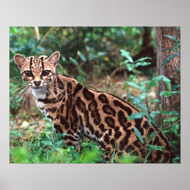Póster Margay, Leopardus wiedi, Nativo do México até (Frente)