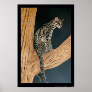 Póster Margay (weidii de Leopardus)