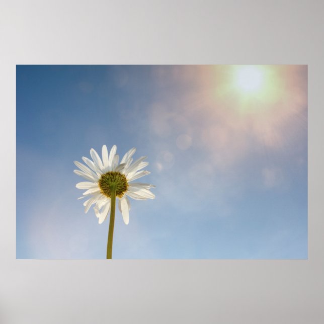 Poster Marguerite - (Frente)