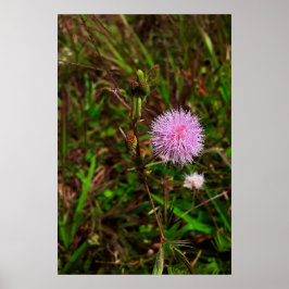 Poster Maria-fecha-a-porta 1