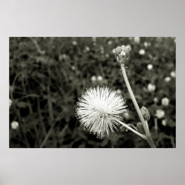 Poster Maria fecha a porta  - Com Broto