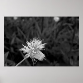 Poster Maria fecha a porta - danificada