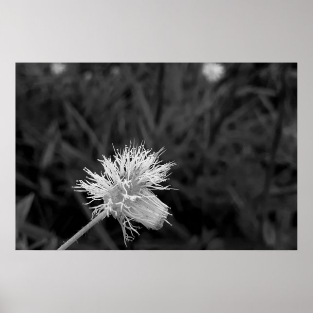 Poster Maria fecha a porta  - danificada (Frente)