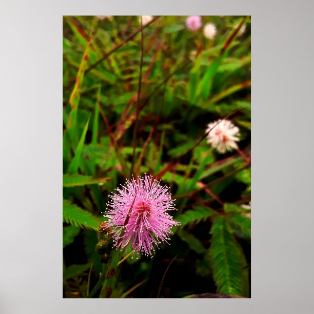 Poster Maria-fecha-a-porta - intenso (Frente)