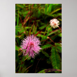 Poster Maria-fecha-a-porta lilas