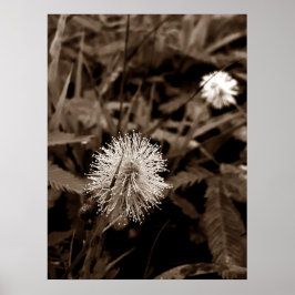 Poster Maria-fecha-a-porta old