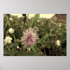 Poster Maria-fecha-a-porta - OLD