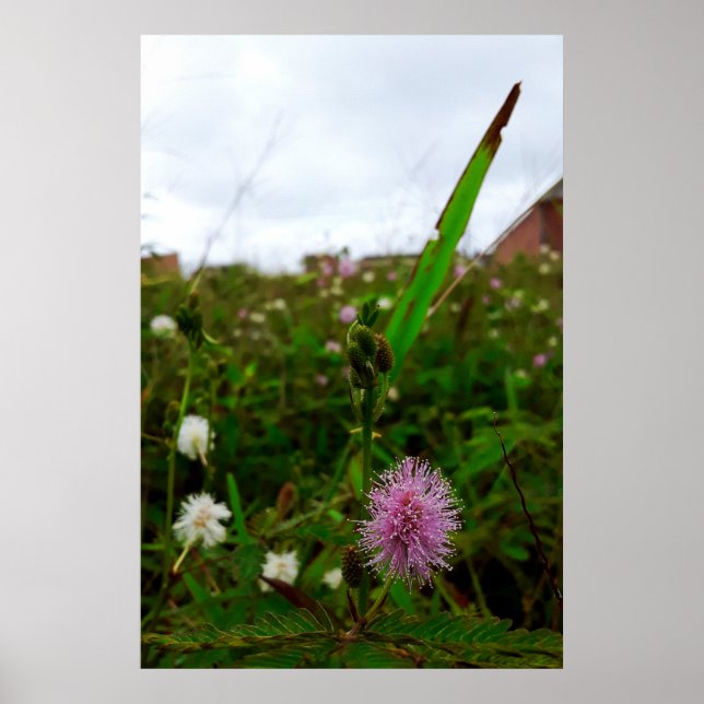 Poster Maria-fecha-a-porta - ORIGINAL (Frente)